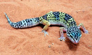 gecko for kids
