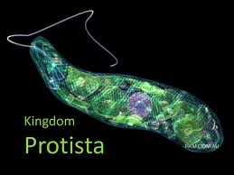 protists for kids